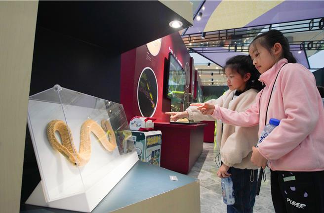 即时╱蛇年将至上海自然博物馆特展80件蛇类标本。（ 上海科技馆提供）