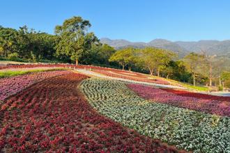台版富良野！北投三層崎花海夢幻盛開 邀請賞花漫遊
