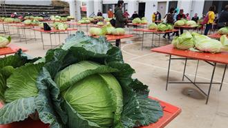 澎湖高麗菜王出爐！冠軍單顆重19.1台斤