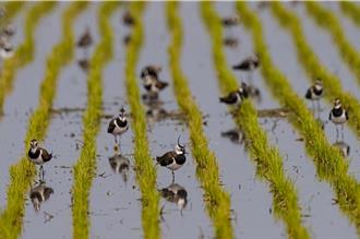 土豆鳥大爆發！雲林小辮鴴破紀錄 全台數量再創新高