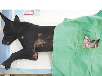 北市 犬貓絕育補助低 議員促加碼