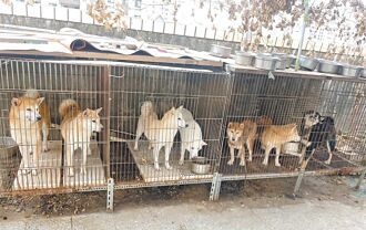 涉非法繁殖 社區大樓囚養犬貓 救出80隻