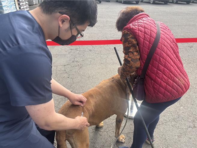 高雄市动物保护处19日在大树区举办偏乡巡迴犬、猫绝育三合一活动，图为兽医师为毛孩植入晶片及注射狂犬病疫苗。（动保处提供／林瑞益高雄传真）