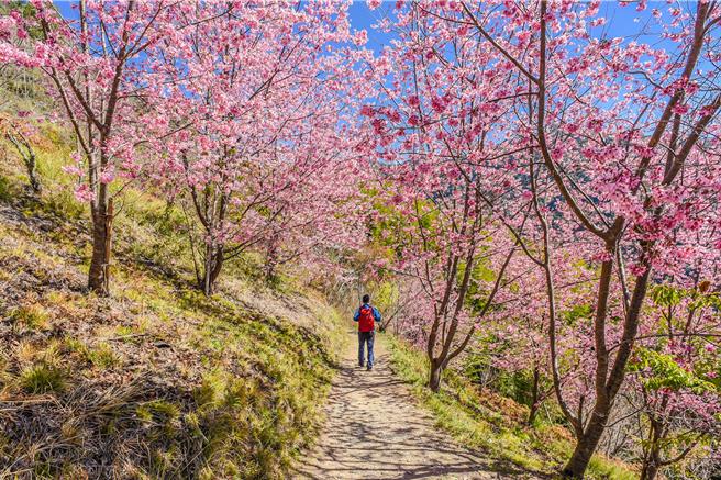 生肖龍、猴、豬的旅人首選新竹「司馬庫斯」櫻花季，可樂旅遊已取得上山通行證。（可樂旅遊提供／吳娮翎台北傳真）