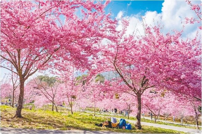 赏樱人气景点福寿山农场，可入住宋庄及国民宾馆欣赏千樱园樱花。（雄狮旅游提供）