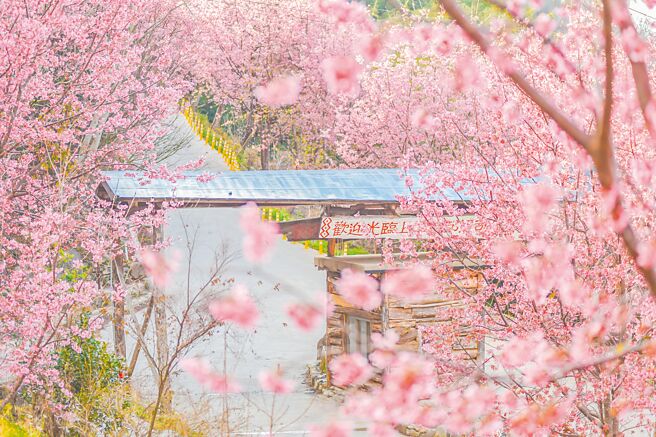 司马库斯可以一次看到山樱花、绯寒樱、昭和樱等超过2000株的樱花树轮番绽放。（可乐旅游提供）