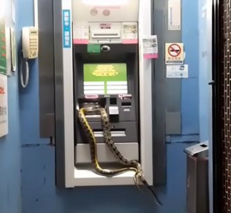 超大巨蛇在ATM上下爬 路人嚇到喊：蛇年行大運