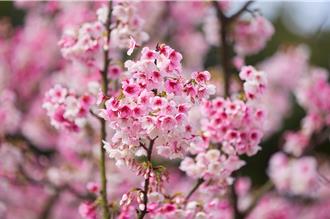 花見櫻花季登場！新北淡水天元宮賞夜櫻 光雕秀亮相