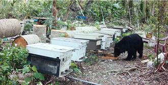 黑熊不怕人！卓溪蜂场遭入侵大啖蜂蜜 疑为「惯犯」