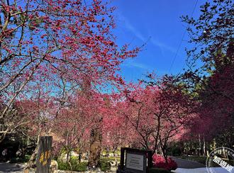 九族山櫻花及枝垂櫻花開報春 元宵節、情人節八重櫻、雪櫻展「開」浪漫