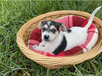 求帶走！彰縣認養浪浪送「嫁妝」 再加碼1福利終身免費