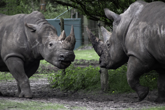 犀牛母子吵架大打出手 看戲的斑馬意外被捅死