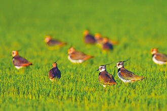 小辮鴴度冬普查 全台1.6萬隻創新高