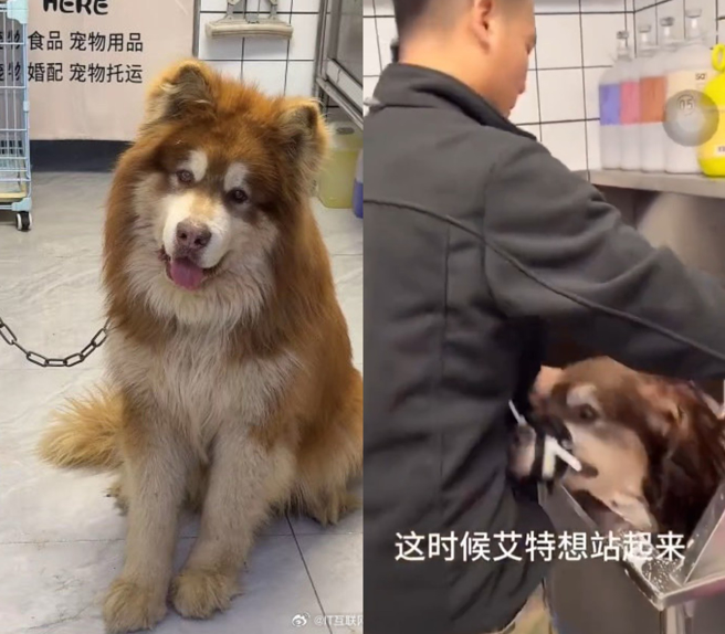 艾特洗澡时嘴巴被牢牢绑住。（图／翻摄自潘宏爱玩狗 抖音）