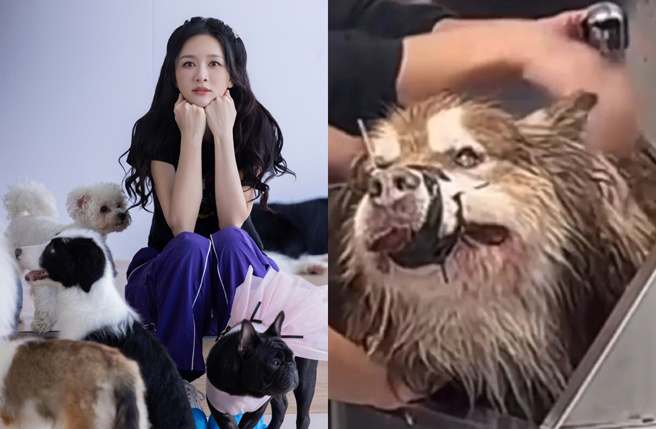 陈乔恩怒轰狗狗「艾特」猝死是谋杀案。（图／翻摄自陈乔恩 微博、翻摄自微博）