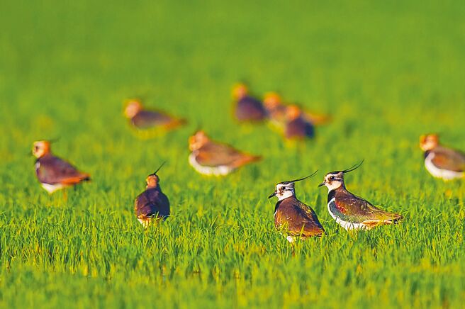小辮鴴全台普查活動19日在雲林縣水林鄉黃金蝙蝠生態館開跑，全台總計1萬6029隻，其中雲林占1萬3829隻，雙雙刷新紀錄。（吳崇漢提供／張朝欣雲林傳真）
