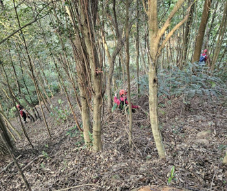 林葉亭父親失聯第6天！警消「5路搜索內雙溪」 50人1犬地毯式搜索