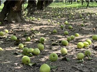 嘉義6.4強震毀農產！ 雪麗蜜棗墜地逾6成 青農損失上百萬