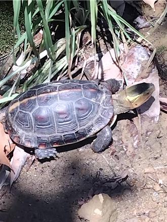 守护食蛇龟 台中19位农民营造17公顷友善农地