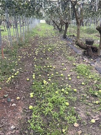 台南枣子被震一地惨况曝  绿委喊全力协助