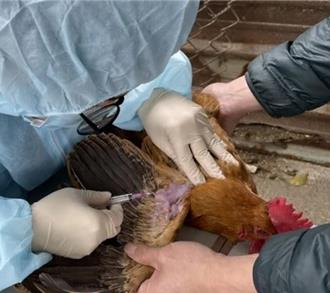 禽流感疫情擴大！苗栗加強防疫 違者最重罰百萬