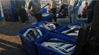 烏魚汛期近尾聲 台中捕獲量4萬尾 產值腰斬剩1298萬元