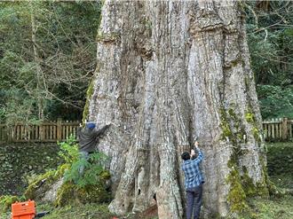 信義鄉700年樟樹神木健檢 近90％中空健康狀況仍正常