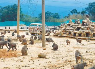 《野保法》修正案三讀！「狒死條款」追究飼主逸失責任