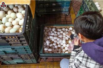 蛋價每台斤18.5元「破近10年新低」產量供過於求