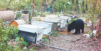花蓮 黑熊入侵養蜂場 大啖蜂蜜