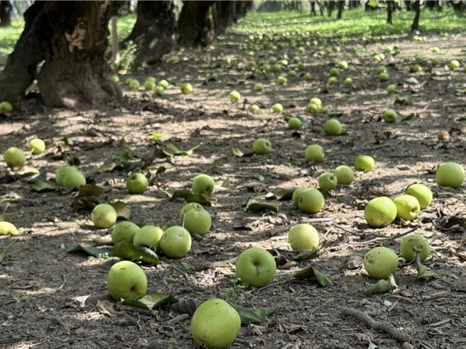 百大青农林一夫的雪丽蜜枣被震落1万多台斤。（宝智华摄）