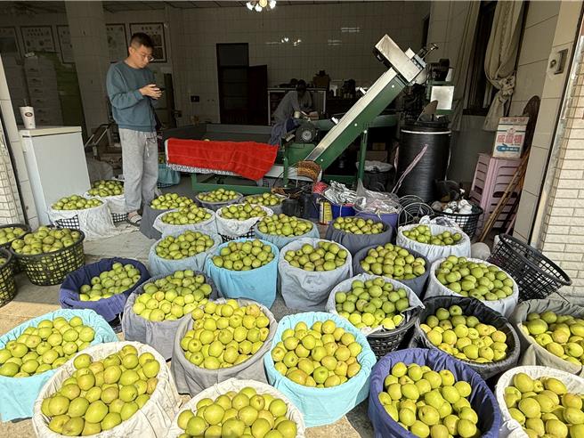 林一夫的订单出货受到强震影响，只能请订户耐心等候。（宝智华摄）