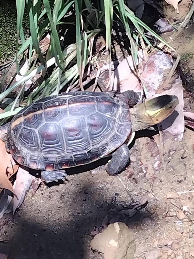 参与生态服务给付农友于田区发现食蛇龟出没。（林保署提供／李京升台中传真）
