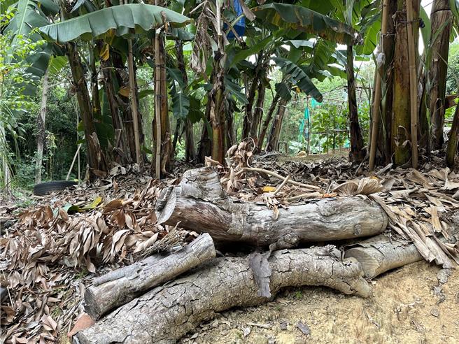 农民将修剪下来的粗干枝条集中堆放，提供食蛇龟及其他动物躲藏利用。（林保署提供／李京升台中传真）