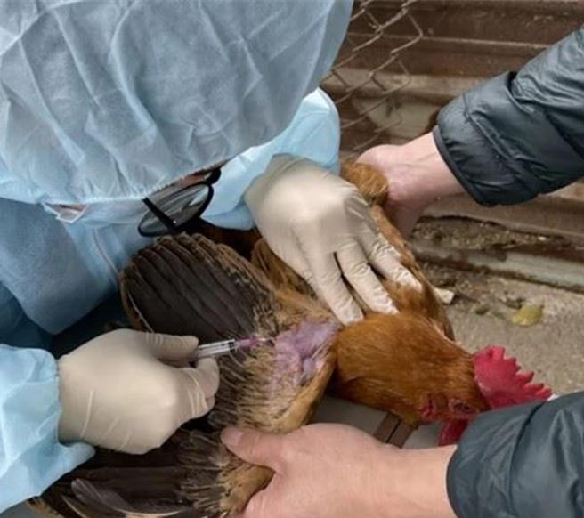 農委會動植物防疫檢疫署最新統計，台灣今年已累計41起H5N1禽流感確診案例，主要集中在南部地區。苗栗縣政府對縣內214家業者加強生物安全、定期消毒等措施，並要求業者安裝防鳥網、強化消毒及監控並派遣消毒車進行消毒。（苗栗縣政府提供／呂麗甄苗栗傳真）