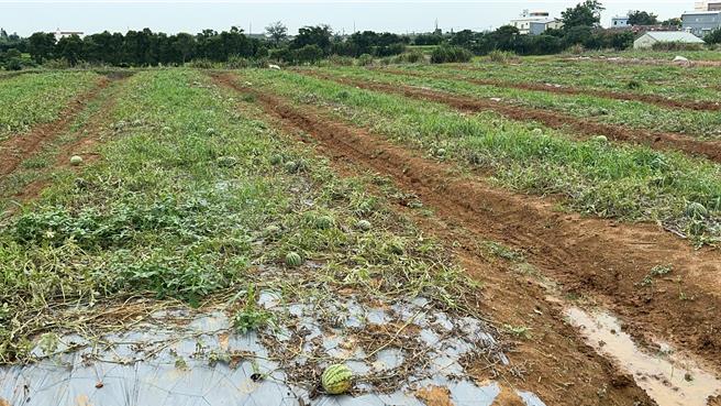 去年颱风数度侵袭颱风，导致农民的农田、蔬菜田受到波及，年底因集中栽种蔬菜，造成年前菜价回跌。（桃园市农业局提供）