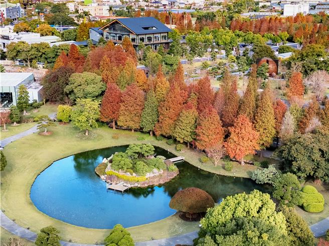 成美文化園落羽松已變色，春節期間欣賞園區落羽松，還可參加一系列成美公堂140周年，慶活動。（成美文化園提供／葉靜美彰化傳真）