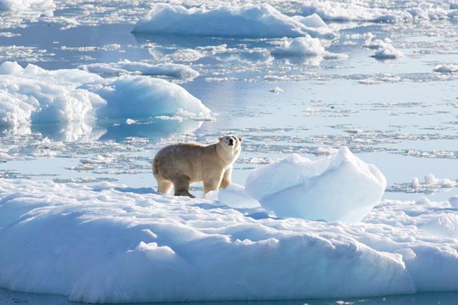 格陵兰地区的北极熊（图／路透社）