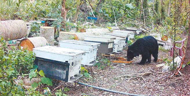 花莲县卓溪乡一处养蜂场遭体重约30公斤的台湾黑熊入侵，破坏20个蜂箱大啖蜂蜜大餐。（林业及自然保育署花莲分署提供／王志伟花莲传真）