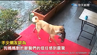 孩子快凍死...狗媽媽放下尊嚴叼幼犬求助獸醫 影片暖哭56萬人