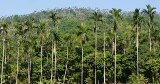 檳榔防治專法上路！全一半以上檳榔攤將消失　公會：230萬人失業