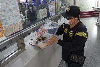 有蛇出沒！假歹徒帶「真球蟒」行搶 噱頭十足