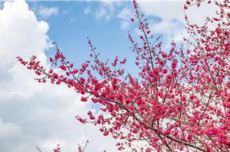 南投草坪頭櫻花季開鑼！賞花、品茶、泡溫泉 春節走春必遊