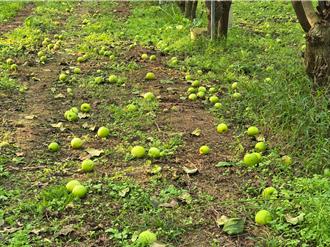 嘉义地震重创台南山区 2作物落果严重符合现金救助标准