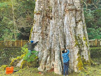 南投 700歲樟樹神木 9成中空仍健康