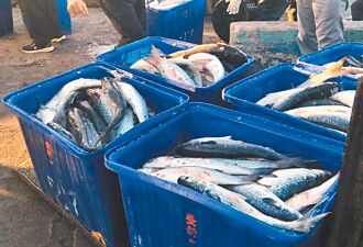 台中 烏魚捕獲量銳減 今年僅4萬多尾