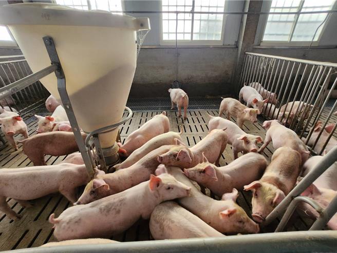 台中市农业局指出，中市养猪业者计121场均已投保死亡强制保险，投保规模11万2565头猪。（台中市农业局提供）