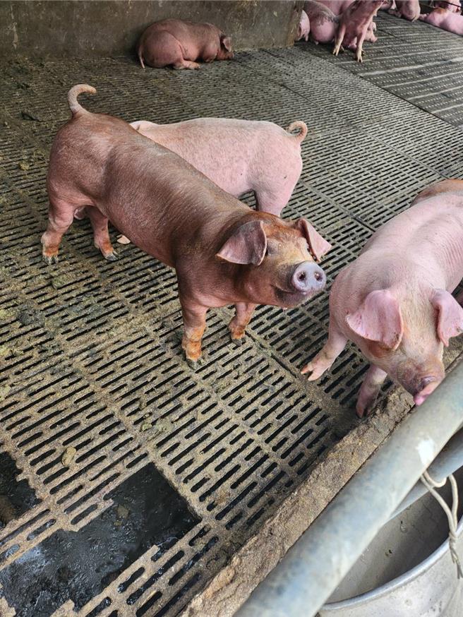 台中市农业局指出，中市养猪业者计121场均已投保死亡强制保险，投保规模11万2565头猪。（台中市农业局提供）