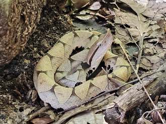 「百步蛇寶寶」現身迎蛇年 變長變胖 還找到兄弟姊妹