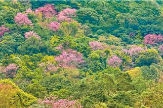春風綻放粉紅秘境 新北二子坪賞櫻專車浪漫啟動